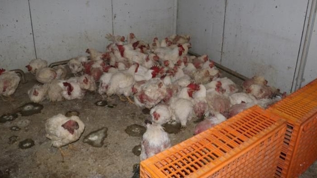 Sakarya'da tavuk çiftliğine biyogüvenlik kısıtlaması