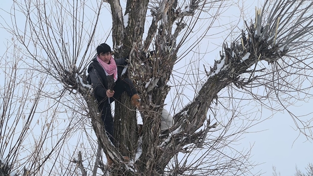 Muş'ta besicilerden alternatif yem yöntemi