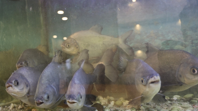 8 adet pirana balığı 12 yıldır kelle paçayla besleniyor