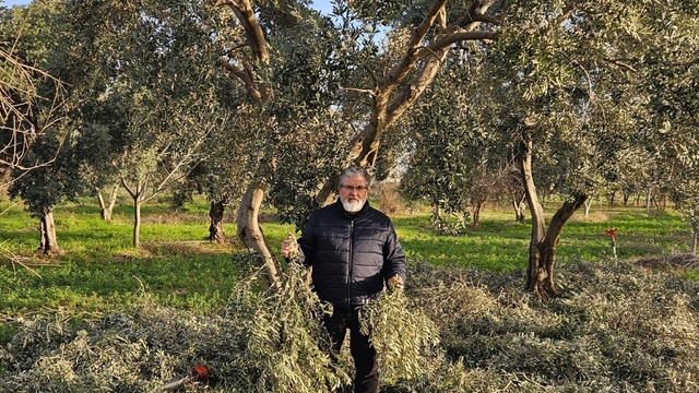 İncir ve Zeytin Bilimsel Araştırmalar Akademisi'nden yeni proje
Budama sonrası ortaya çıkan yapraklar da değerlendirilecek