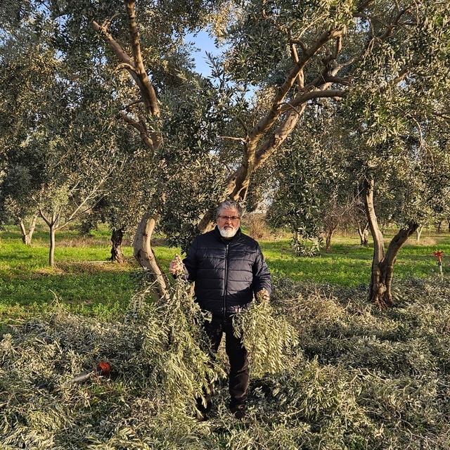 İncir ve Zeytin Bilimsel Araştırmalar Akademisi'nden yeni proje
Budama sonr...