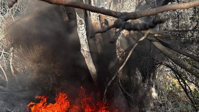 Bursa'da çıkan çalı yangını büyümeden söndürüldü