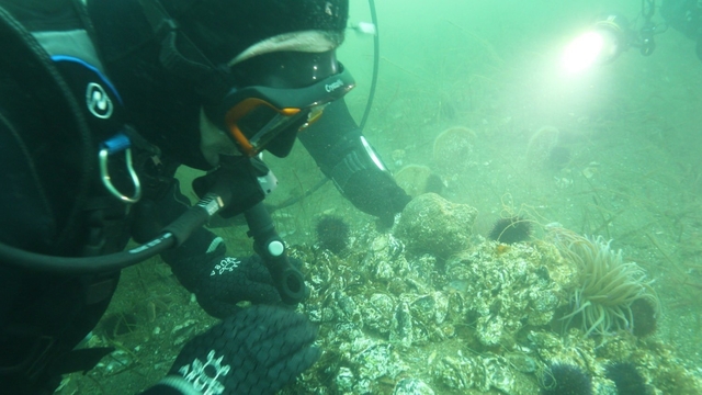 Marmara Denizi'ne kıyı kentlerin Belediye Başkanlarına dalış çağrı