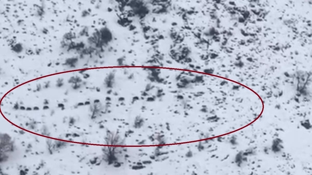 Diyarbakır'da sürü halinde gezen domuzlar görüntülendi