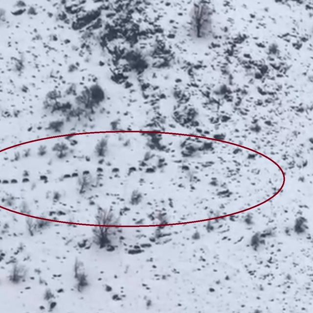 Diyarbakır'da sürü halinde gezen domuzlar görüntülendi
