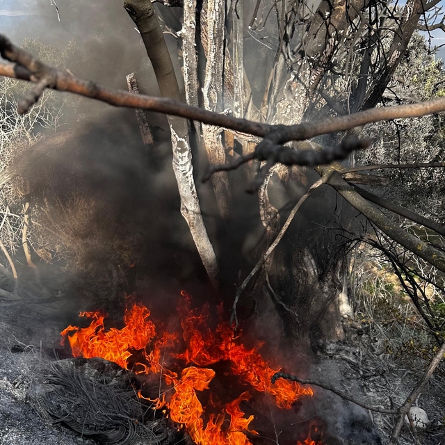 Bursa'da çıkan çalı yangını büyümeden söndürüldü