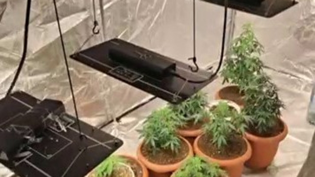 Evin bir odasını uyuşturucu serasına çeviren şüphelileri polis yakaladı