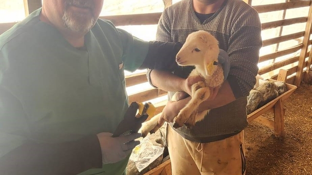 Tarım Müdürlüğü'nden Sazlı'da hayvan sağlığı mesaisi