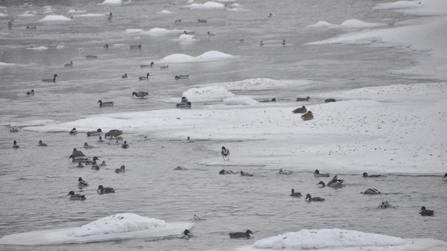 Yeşilbaş ördeklerin yüzeyi kısmen donan çayda yaşam mücadelesi