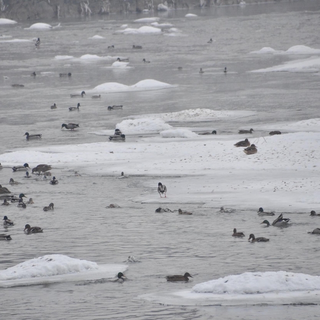 Yeşilbaş ördeklerin yüzeyi kısmen donan çayda yaşam mücadelesi
