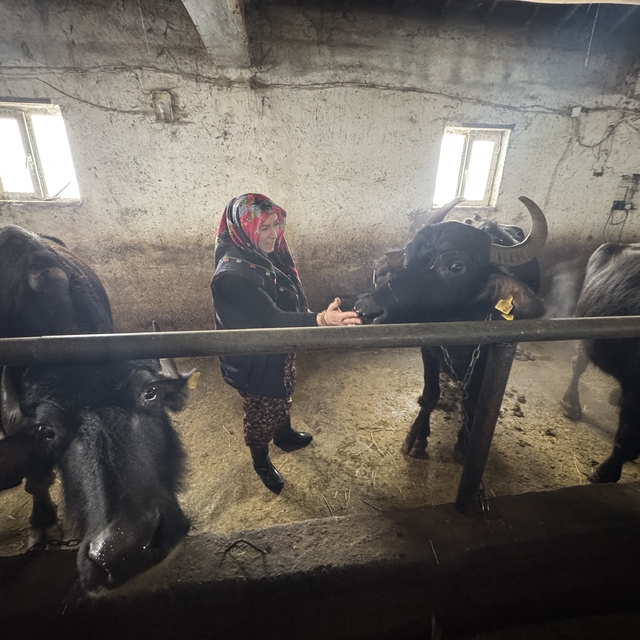 Hakkarili kadın girişimci devlet desteğiyle manda sayısını 20'ye çıkardı