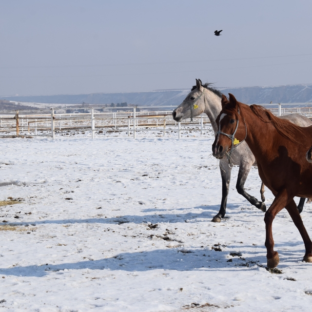 Malatya'da 2026 şampiyon adayı taylar dünyaya gelmeye başladı