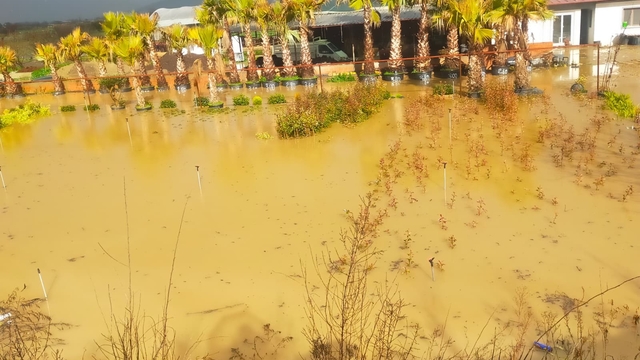 İzmir sağanağa teslim: Yollar ve tarım arazileri sular altında