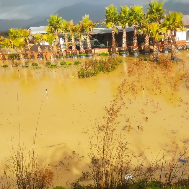 İzmir sağanağa teslim: Yollar ve tarım arazileri sular altında