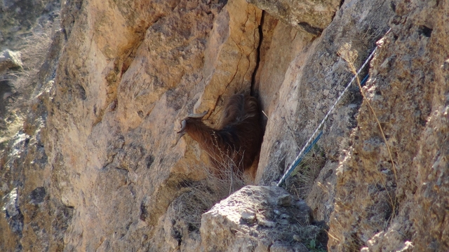 Hasankeyf'te 5 gündür mahsur kalan keçi kurtarıldı
