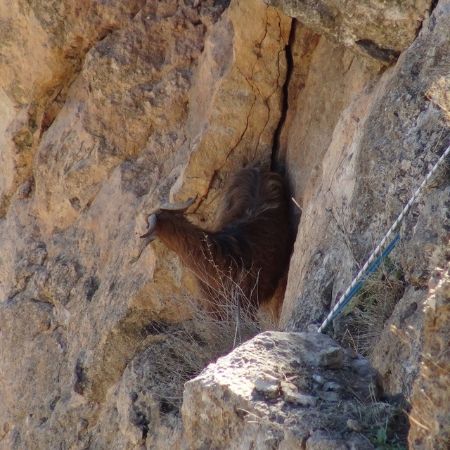 Hasankeyf'te 5 gündür mahsur kalan keçi kurtarıldı