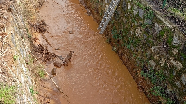 Kanala düşen köpeği itfaiye ekipleri kurtardı