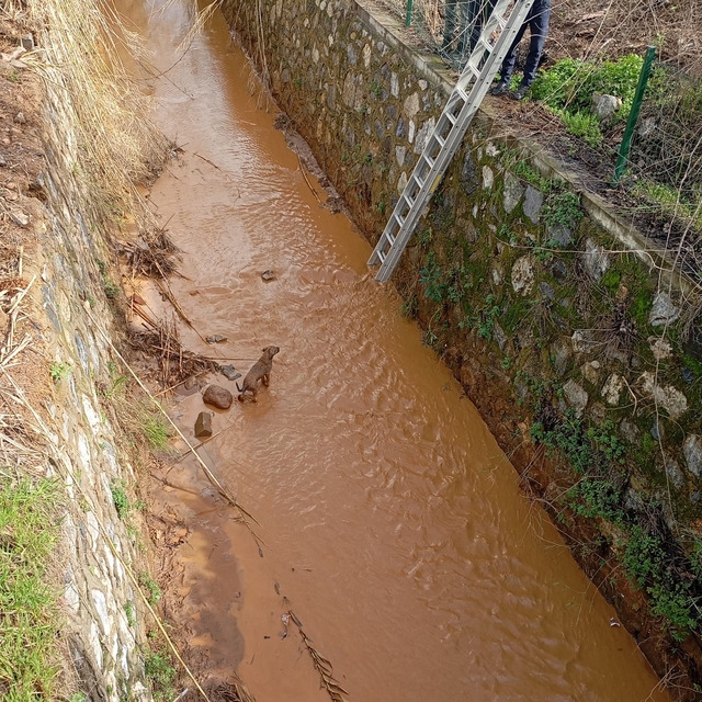 Kanala düşen köpeği itfaiye ekipleri kurtardı