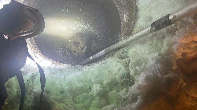 Muş'ta kuyuya düşen köpeği itfaiye kurtardı