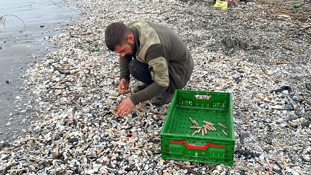 Mersin'de fırtına sonrası binlerce kargı midyesi sahile vurdu: Balıkçılar tek tek topladı