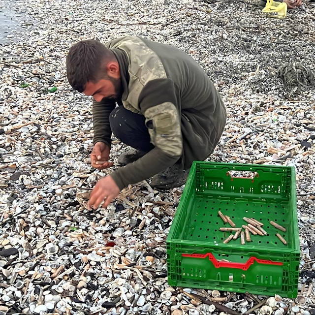 Mersin'de fırtına sonrası binlerce kargı midyesi sahile vurdu: Balıkçılar t...