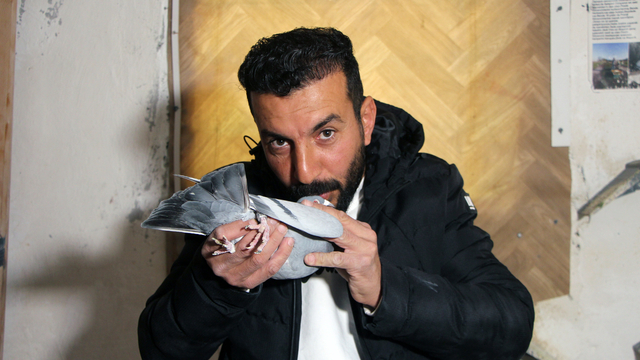 'Evladım' dediği güvercinini bulup getirene 75 bin TL ödül verecek