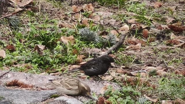 Serçe sürüsünün arasında gördüler, ismini 'Kömür' koydular
Siyah serçe 'Kömür' kuş gözlemcileri ve doğaseverlerin gözdesi oldu
Renk farkının 'melanizm' adı verilen genetik bir varyasyon sonucu ortaya çıktığı tahmin ediliyor