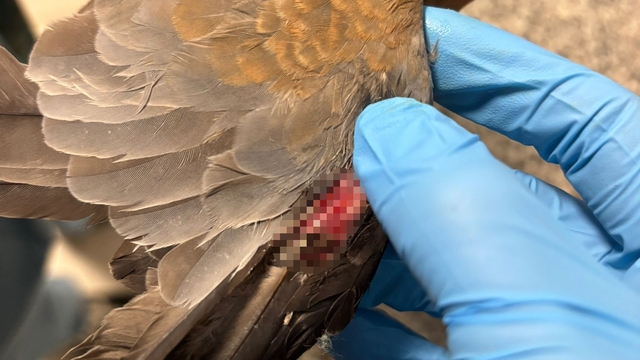 Büyükşehir ekipleri tüm canlılar için aynı özveriyle çalışıyor
İzmir'de umudu büyüten görüntüler