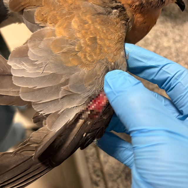 Büyükşehir ekipleri tüm canlılar için aynı özveriyle çalışıyor
İzmir'de umu...