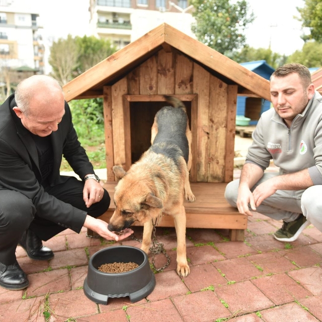 Hayırseverlerden 8 adet köpek ve 50 adet kedi kulübesi
Kepez'de sokak hayva...