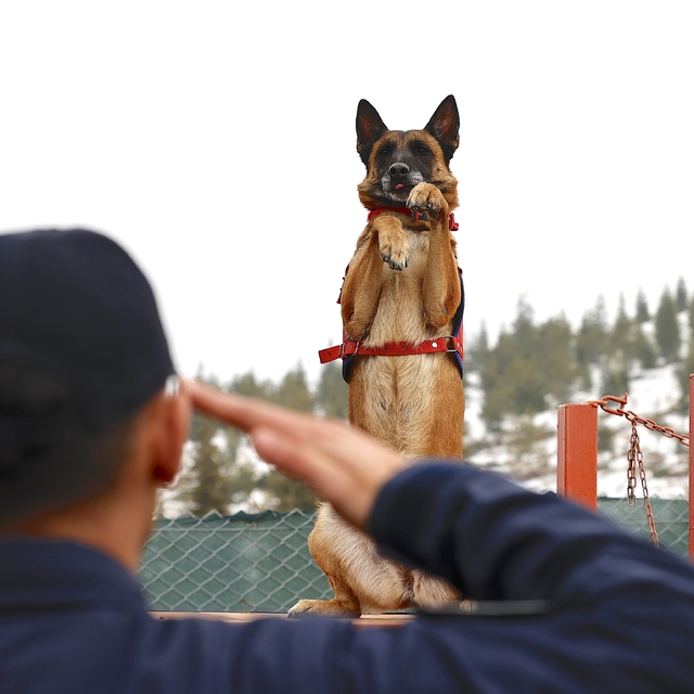 Jandarmanın hassas burnu "Sima" her türlü afette görev başında