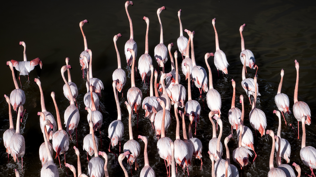 Büyük Menderes Deltası, sulak alanlarıyla yaban hayatına can veriyor