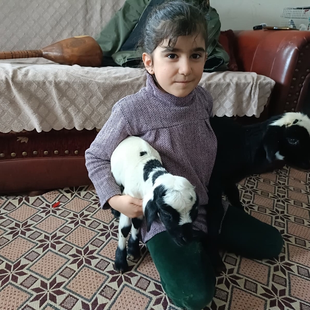 Soğuk hava kuzuları eve taşıdı: Elazığ'da yeni doğan kuzular biberonla besl...