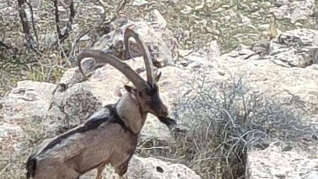 Gercüş kırsalında dağ keçisi görüntülendi