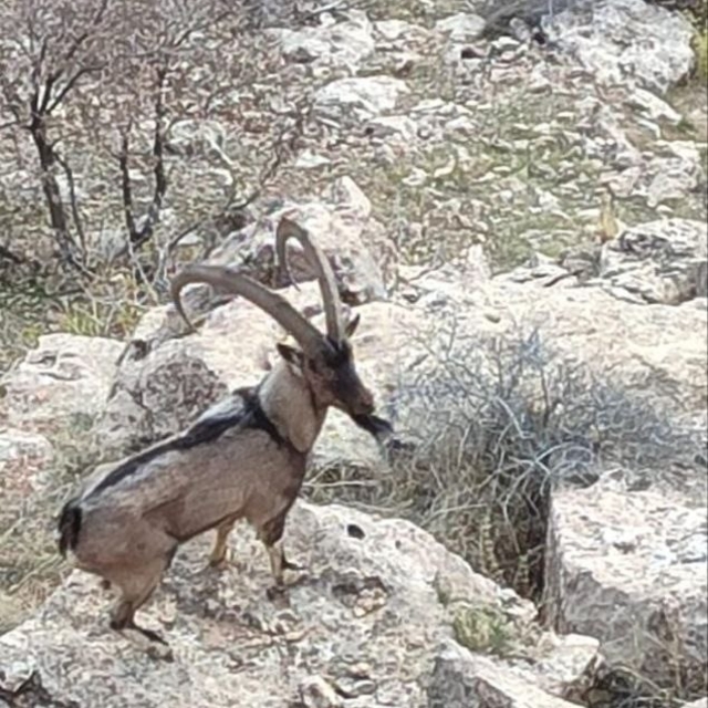 Gercüş kırsalında dağ keçisi görüntülendi