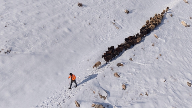 Mardin'de besicilerin zorlu "kar" mesaisi: Sürüler beyaz örtüde yol alıyor
