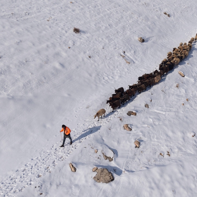 Mardin'de besicilerin zorlu "kar" mesaisi: Sürüler beyaz örtüde yol alıyor