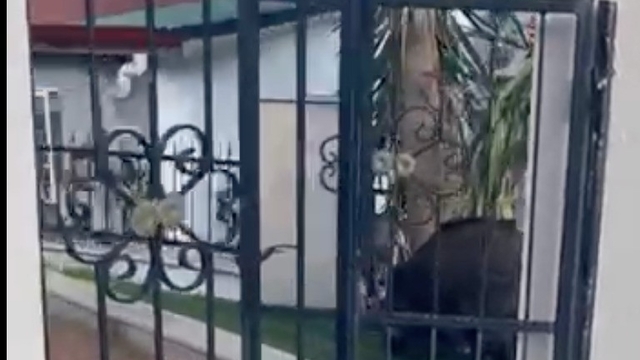 Marmaris Belediyesi'ne domuz davası
Marmaris'te yaban domuzu sorunu yargıya taşındı