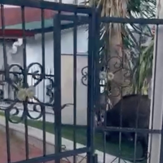 Marmaris Belediyesi'ne domuz davası
Marmaris'te yaban domuzu sorunu yargıya...