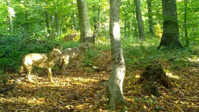 Ormanda gezen kurt sürüsü fotokapanla görüntülendi