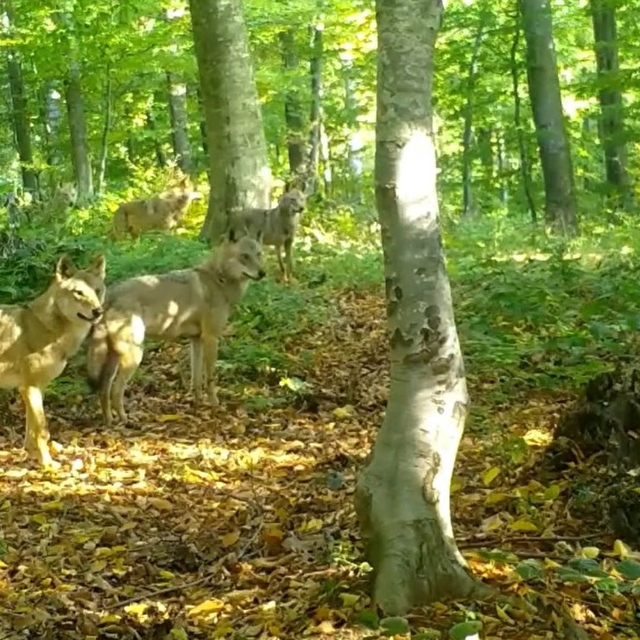 Ormanda gezen kurt sürüsü fotokapanla görüntülendi