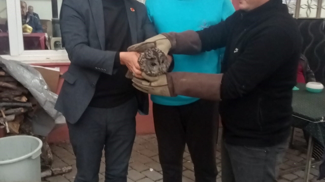 Kahvehane camına çarpan baykuş rehabilitasyona alındı
Muhtar fark etti, belediye kurtardı