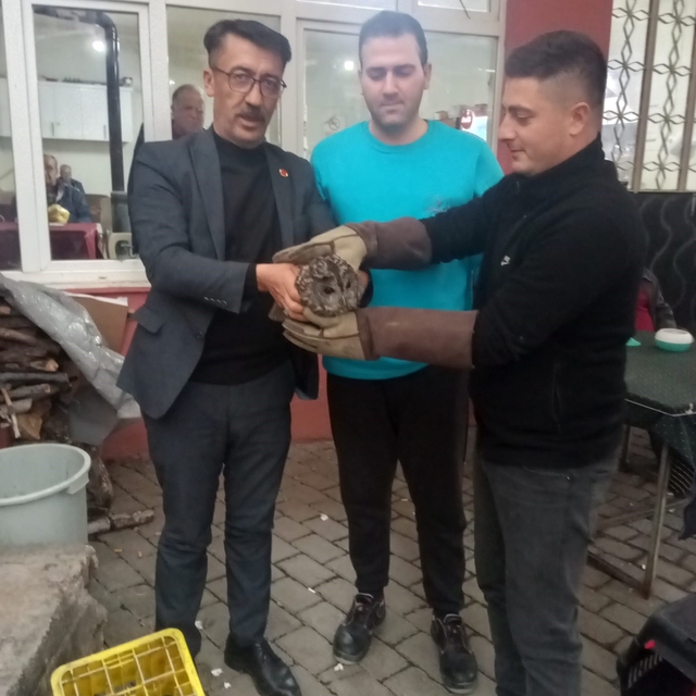 Kahvehane camına çarpan baykuş rehabilitasyona alındı
Muhtar fark etti, bel...