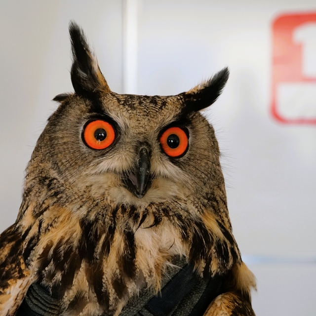 Çorum'da yaralı bulunan puhu tedavi altına alındı