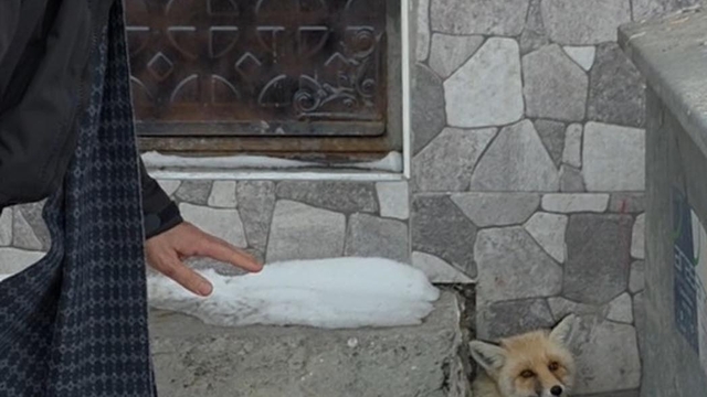 Yaralı tilkiye Başkan Demir sahip çıktı