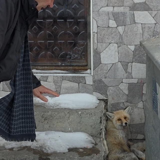 Yaralı tilkiye Başkan Demir sahip çıktı