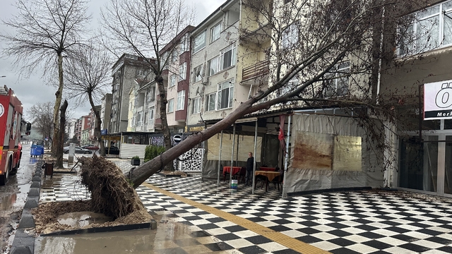 Muratlı'da ağaç kahvehanenin çatısına devrildi