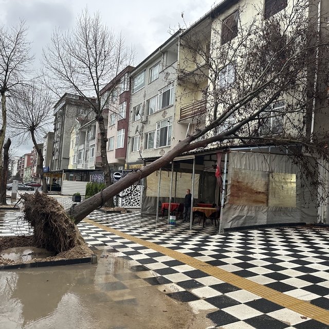 Muratlı'da ağaç kahvehanenin çatısına devrildi
