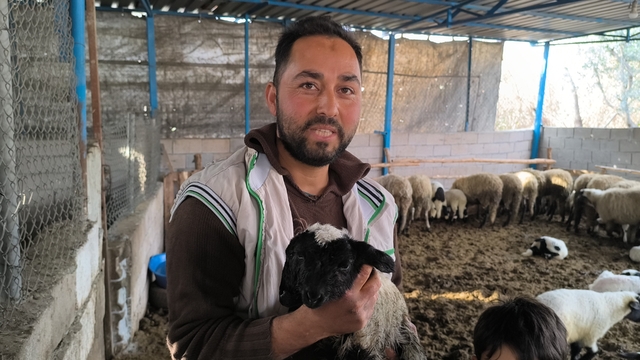 İlgi odağı olan çift başlı ve 4 gözlü kuzu 1 gün yaşayabildi