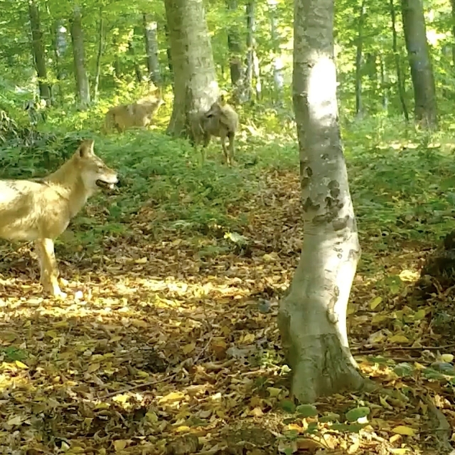 'Kurtlar konseyi' Uludağ'da toplandı